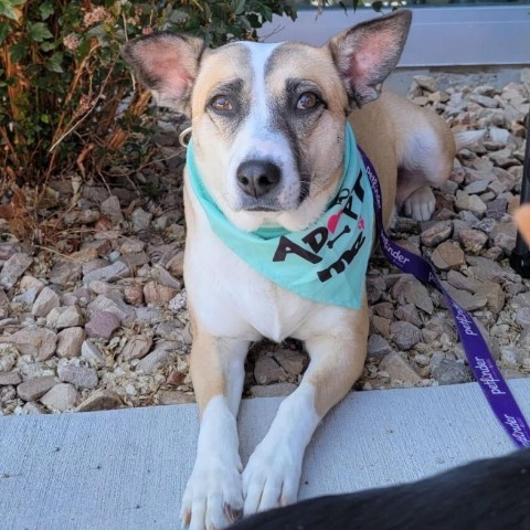 Tessa, an adoptable Mixed Breed in Moab, UT, 84532 | Photo Image 3