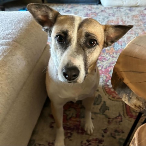 Tessa, an adoptable Mixed Breed in Moab, UT, 84532 | Photo Image 3