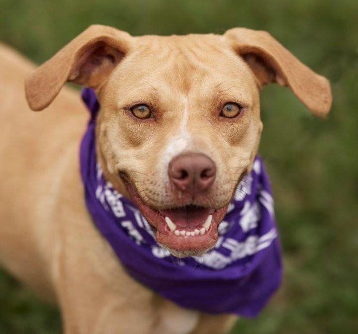 Fawn catahoula 2024 leopard dog