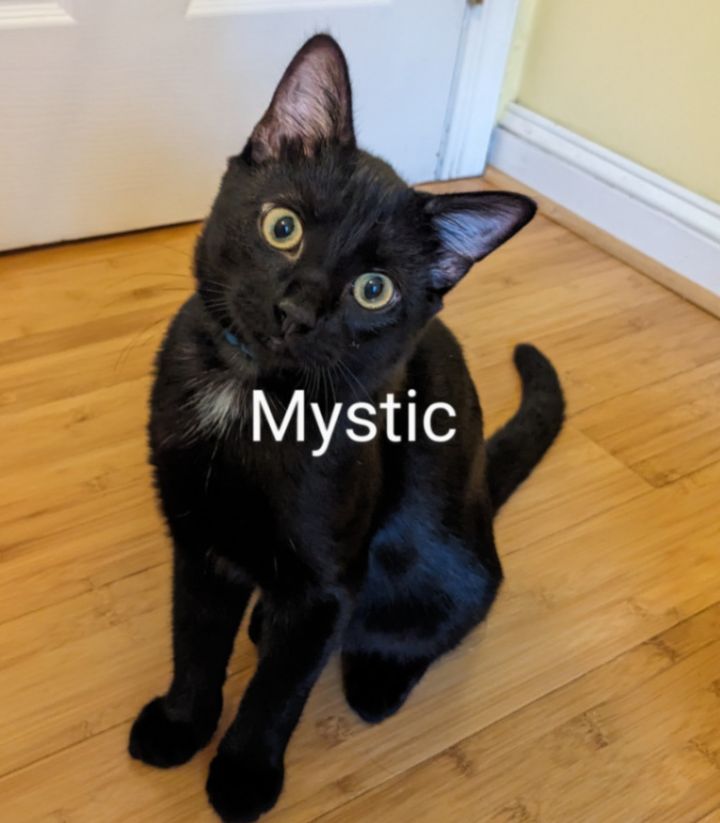 Mystic, an adoptable Domestic Short Hair Mix in Annapolis, MD_image-1