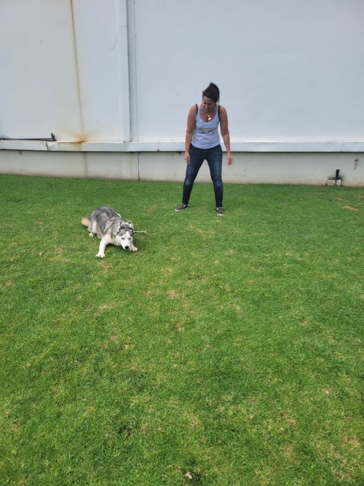 Dog for adoption Kit Kat Pomsky a Pomsky in Manhattan Beach CA