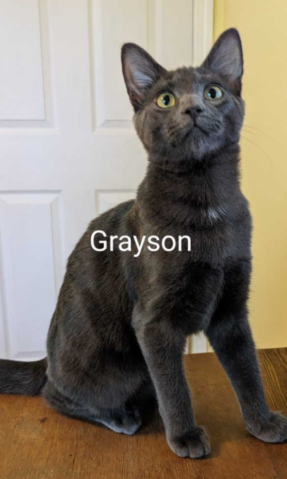 Grayson, an adoptable Domestic Short Hair in Annapolis, MD_image-1