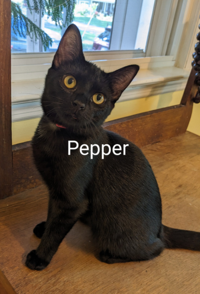 Pepper, an adoptable Domestic Short Hair in Annapolis, MD_image-1