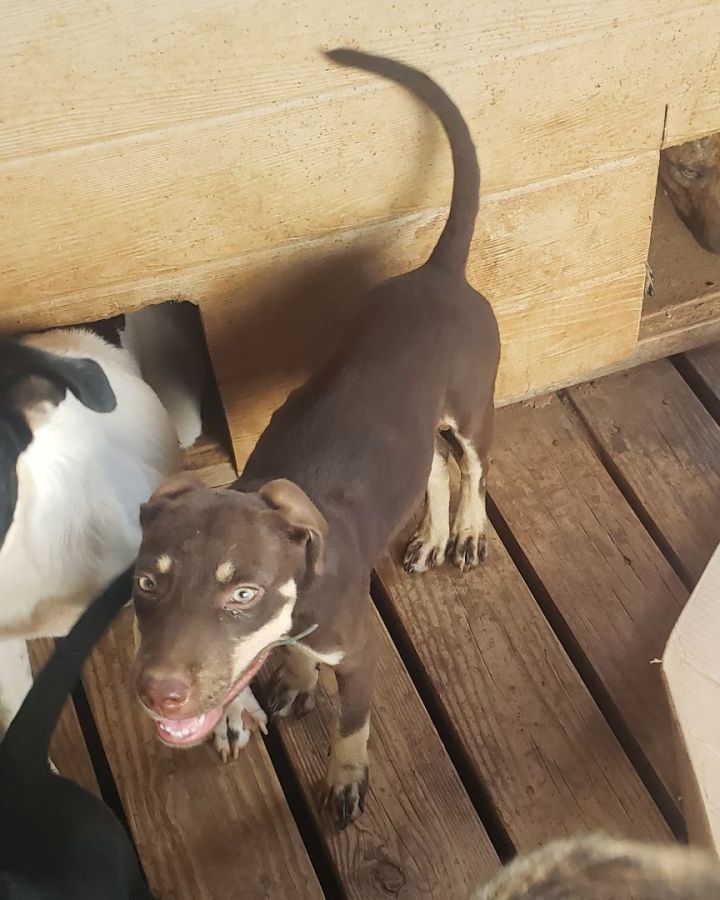 Dog for adoption Katrinka, a Labrador Retriever Mix in Appleton, WI