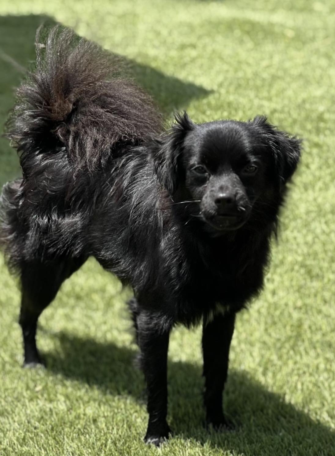 Ozzie, an adoptable Papillon, Chihuahua in La Verne, CA, 91750 | Photo Image 2