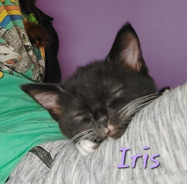 Iris, an adoptable Domestic Short Hair in Louisville, KY_image-1