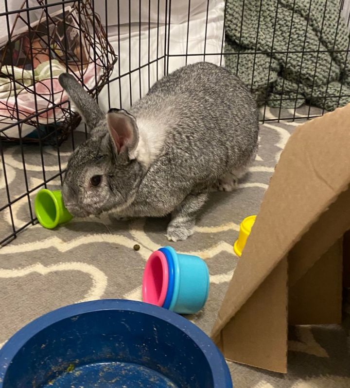 Lucy (courtesy listing), an adoptable Chinchilla in Albuquerque, NM_image-5