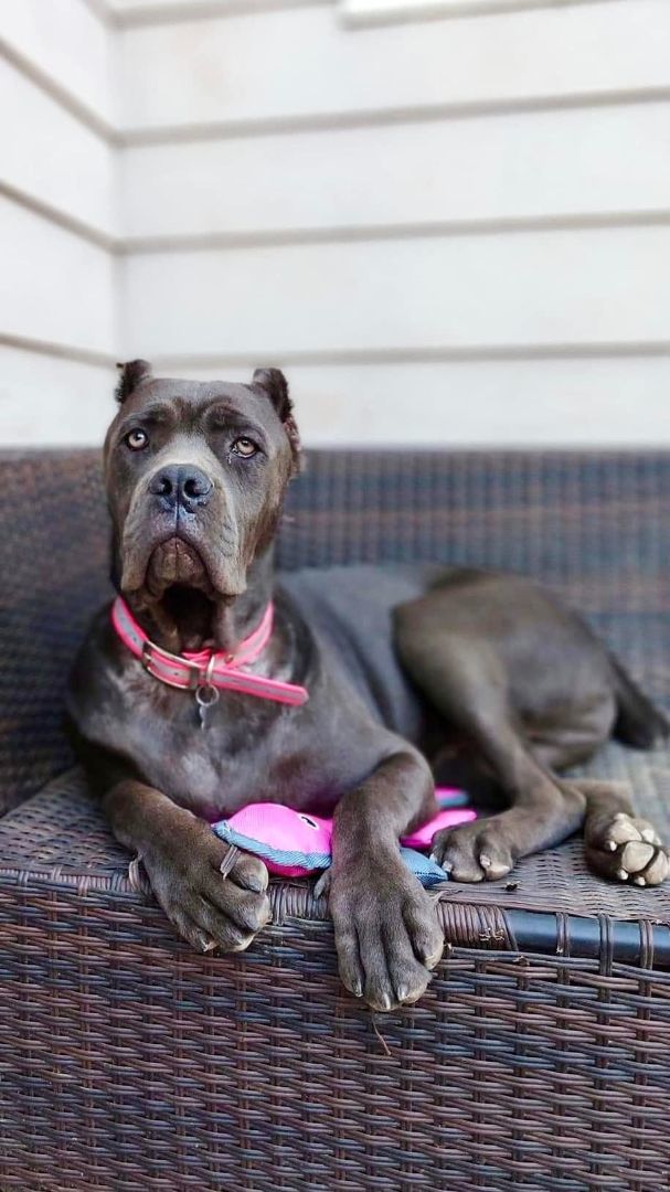 Petfinder store cane corso