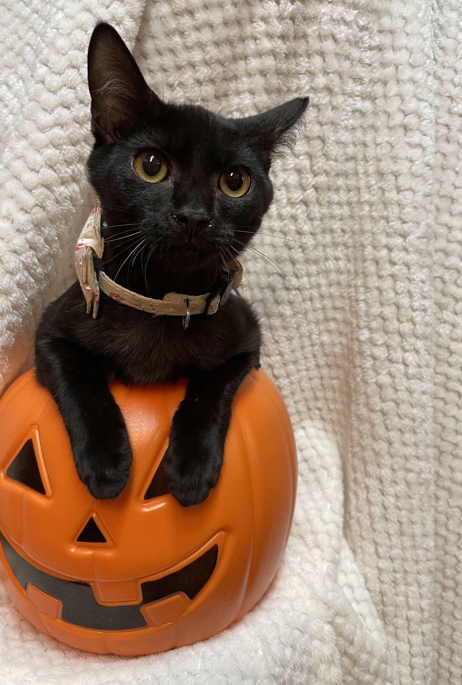 Candy, an adoptable Domestic Short Hair in Panama City Beach, FL, 32413 | Photo Image 1