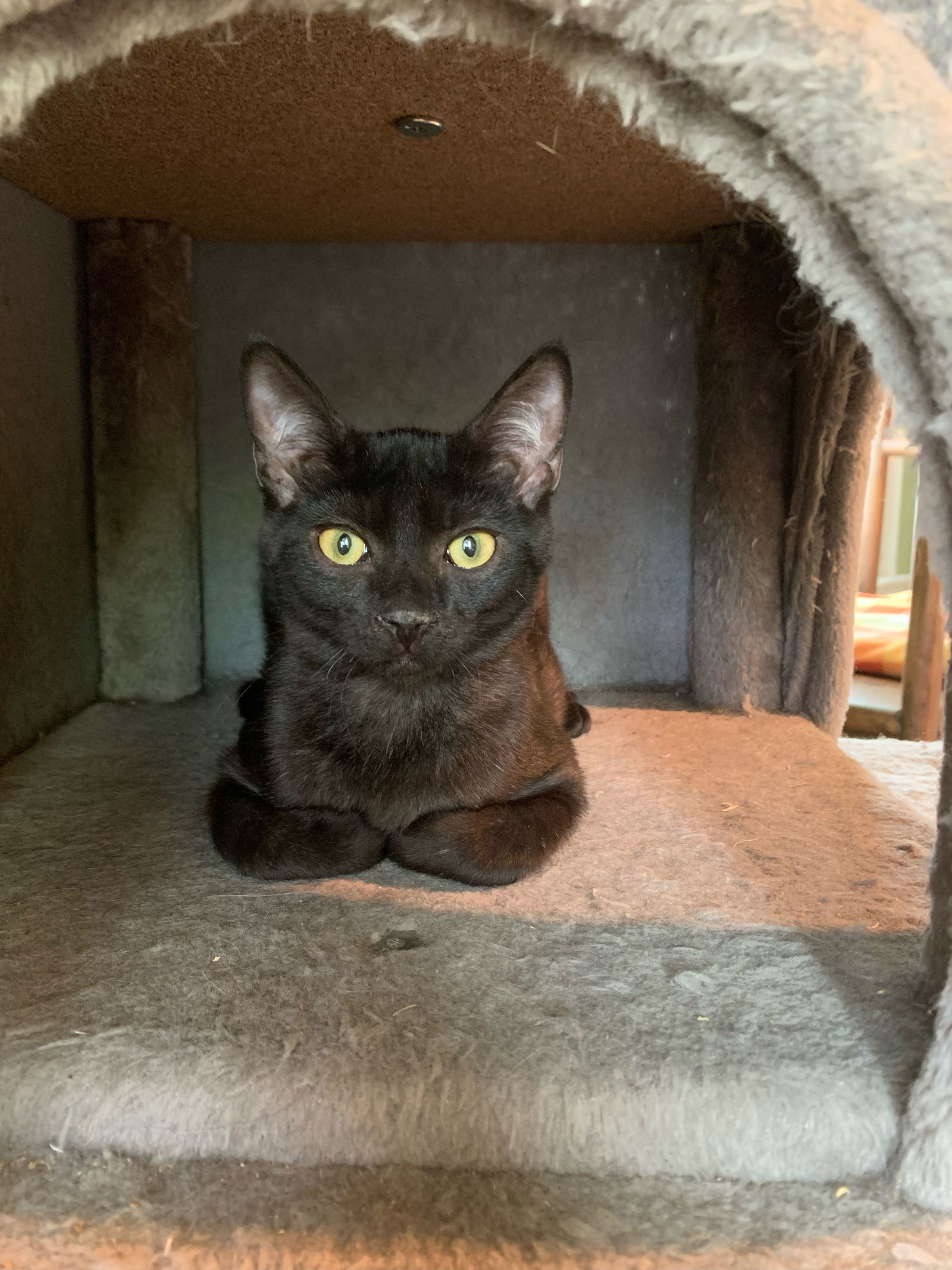 Candy, an adoptable Domestic Short Hair in Panama City Beach, FL, 32413 | Photo Image 2