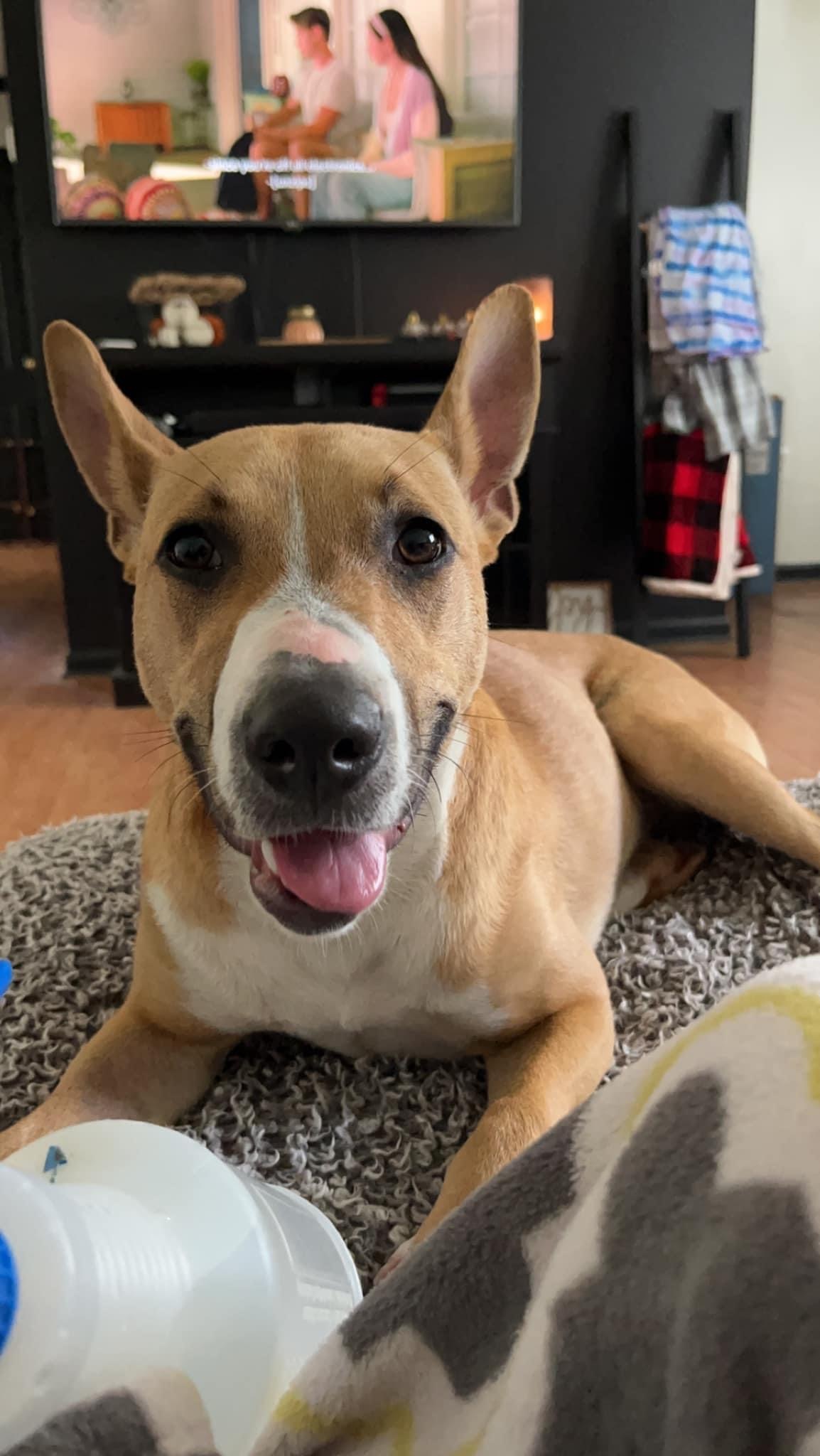 Callie, an adoptable Bull Terrier in Florence, IN, 47020 | Photo Image 1