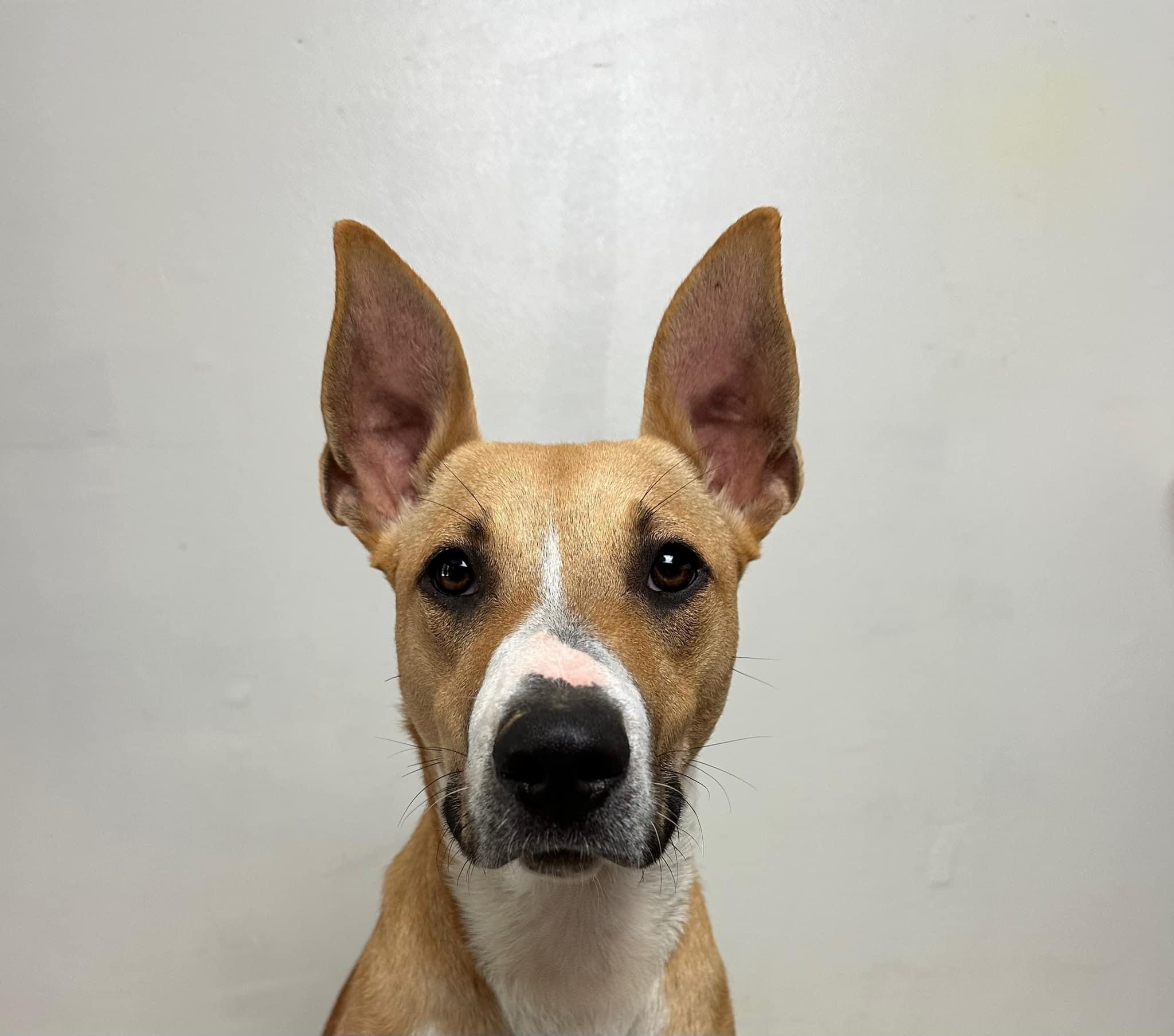 Callie, an adoptable Bull Terrier in Florence, IN, 47020 | Photo Image 2