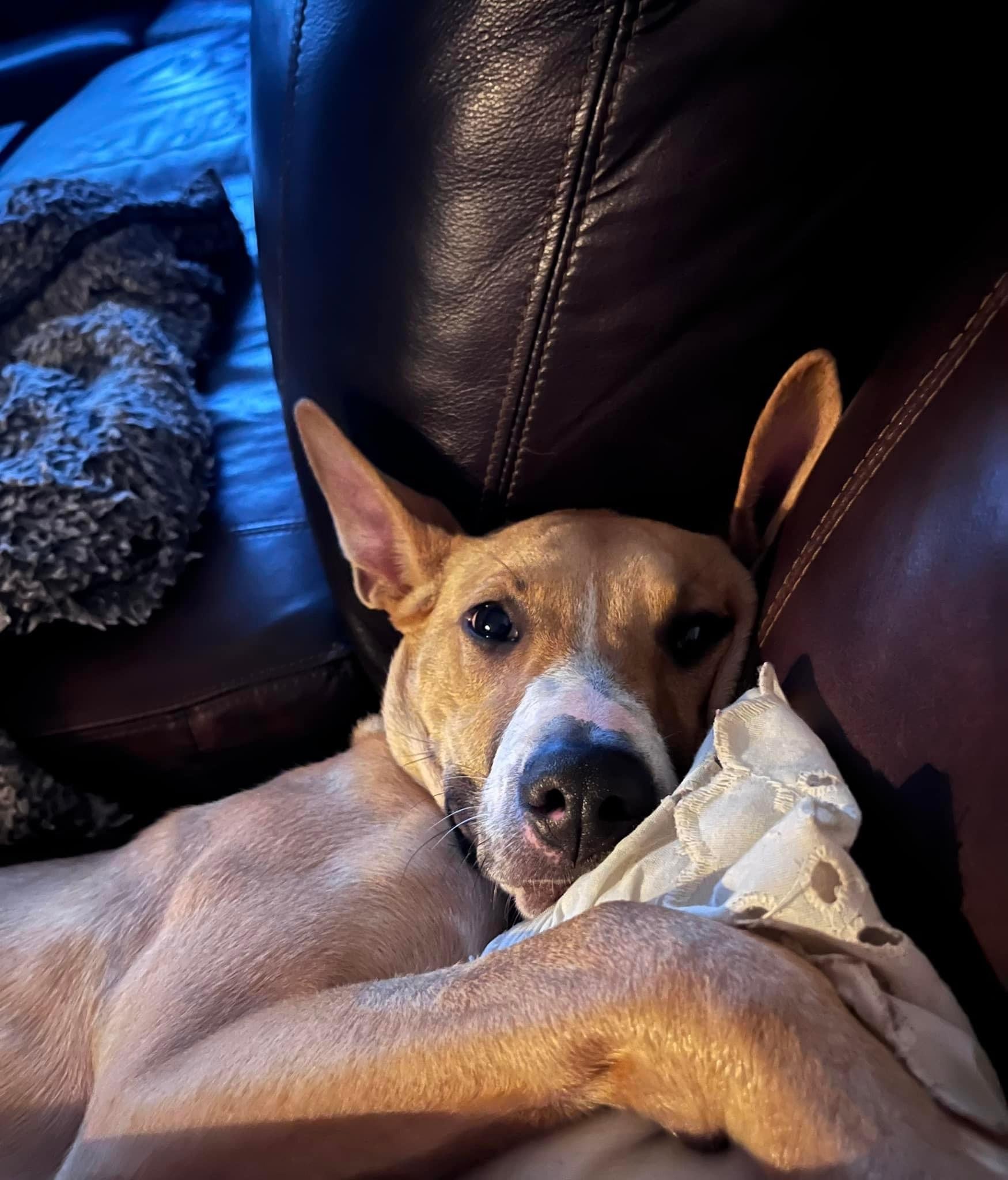 Callie, an adoptable Bull Terrier in Florence, IN, 47020 | Photo Image 3