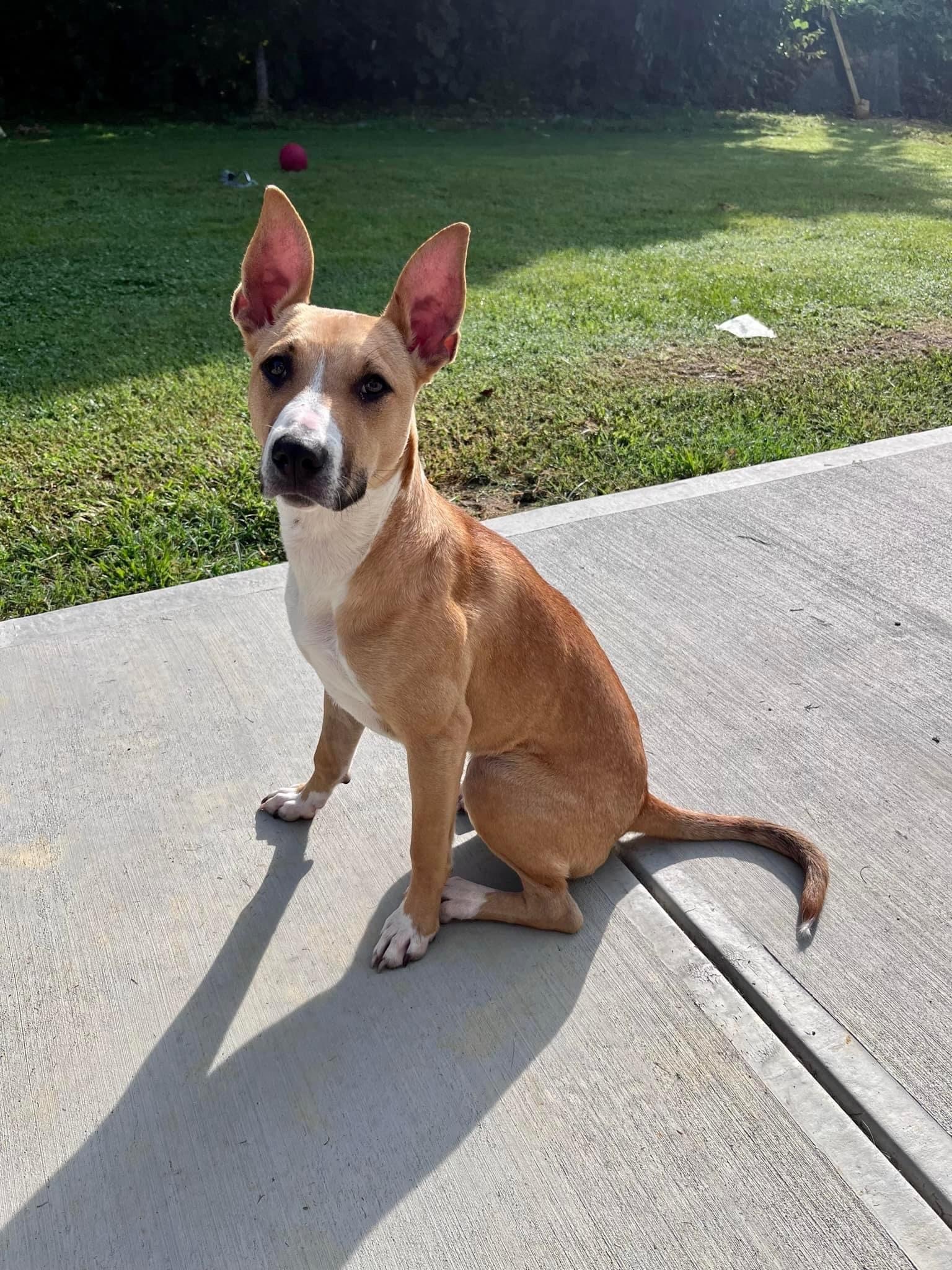 Callie, an adoptable Bull Terrier in Florence, IN, 47020 | Photo Image 5