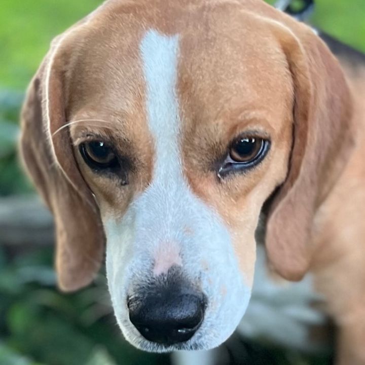 Mabel 3