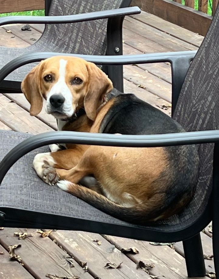 Mabel, an adoptable Beagle in Vienna, ON_image-6