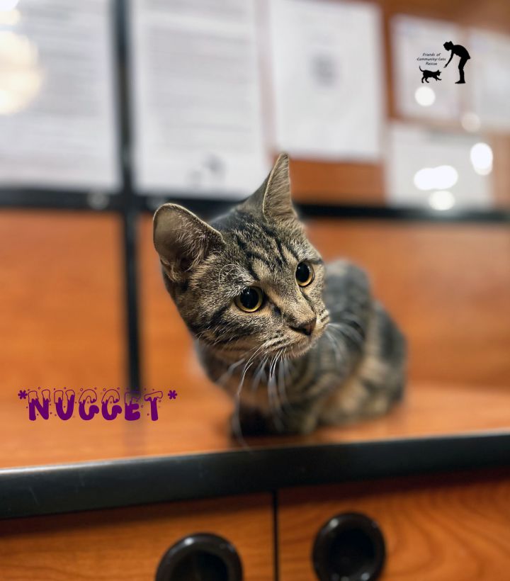 Nugget, an adoptable Domestic Short Hair in Centerville, UT_image-1