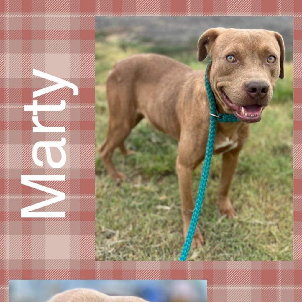 Marty, an adoptable Pit Bull Terrier, American Staffordshire Terrier in Hackett, AR, 72937 | Photo Image 2
