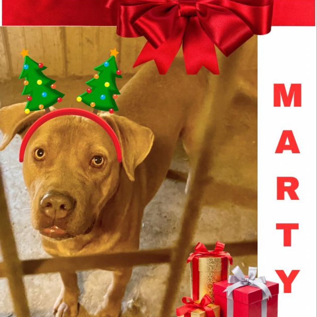 Marty, an adoptable Pit Bull Terrier, American Staffordshire Terrier in Hackett, AR, 72937 | Photo Image 3