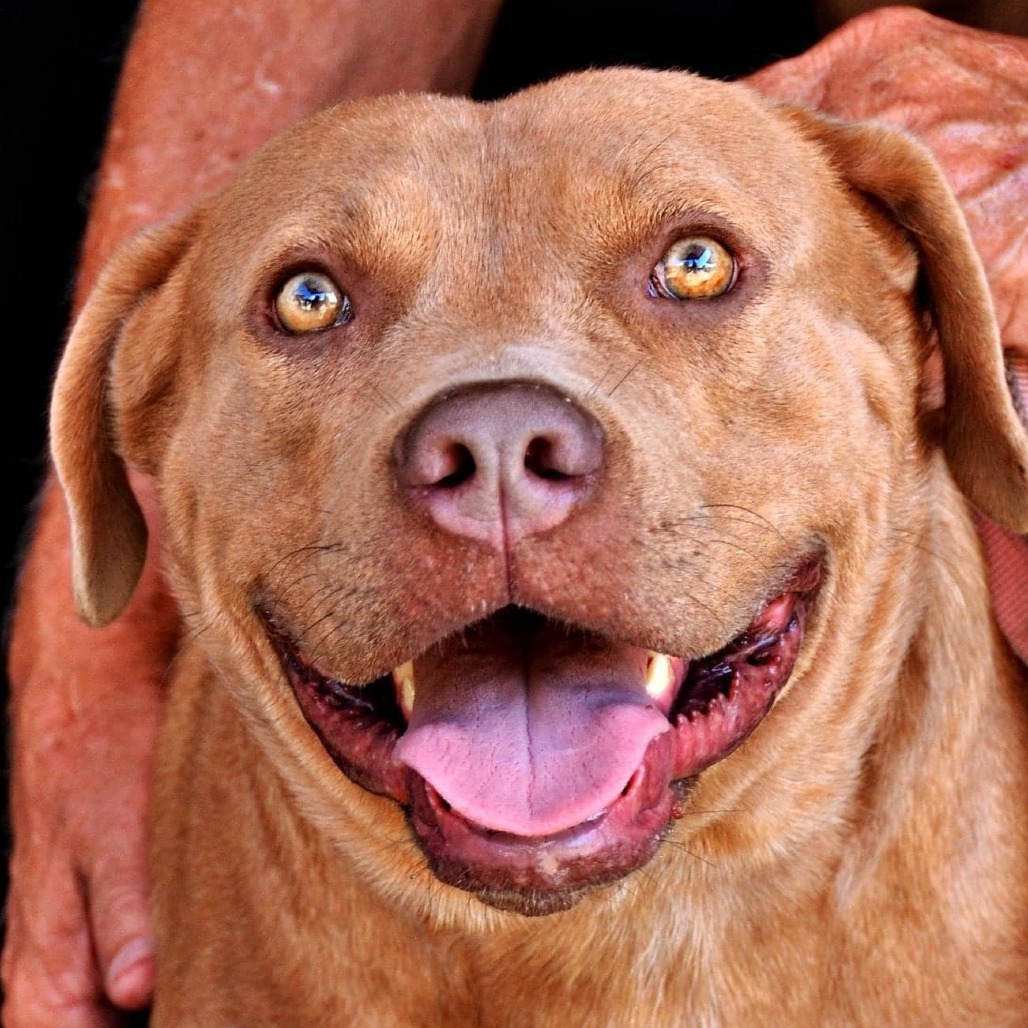 Marty, an adoptable Pit Bull Terrier, American Staffordshire Terrier in Hackett, AR, 72937 | Photo Image 4