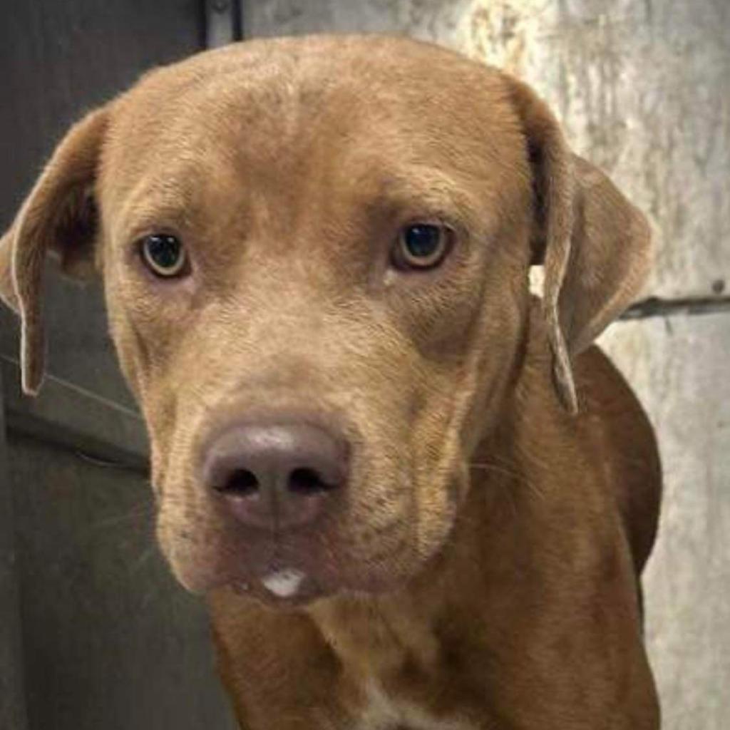 Marty, an adoptable Pit Bull Terrier, American Staffordshire Terrier in Hackett, AR, 72937 | Photo Image 6