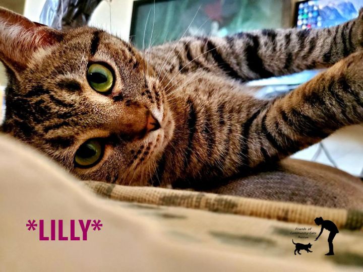 Lilly, an adoptable Domestic Short Hair in Centerville, UT_image-1