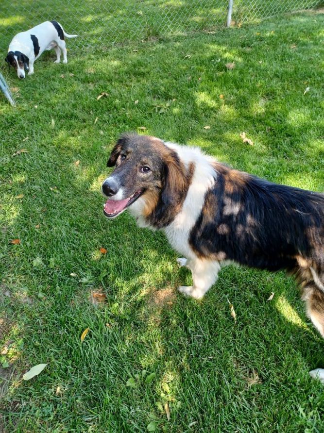 English shepherd collie hot sale mix