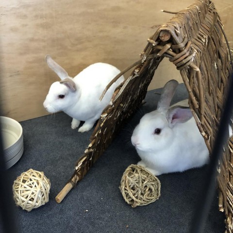 Suriel and Dorian, an adoptable Florida White in Annapolis, MD_image-2