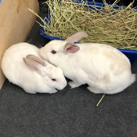 Suriel and Dorian, an adoptable Florida White in Annapolis, MD_image-3