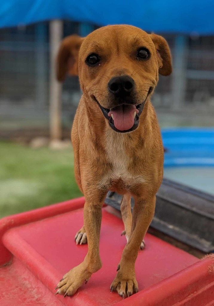 Vabadust, an adoptable Labrador Retriever, Shar-Pei in Seattle, WA, 98125 | Photo Image 1