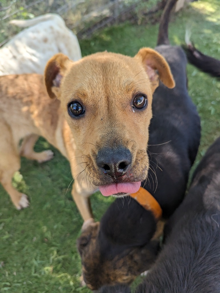 Vabadust, an adoptable Labrador Retriever, Shar-Pei in Seattle, WA, 98125 | Photo Image 2