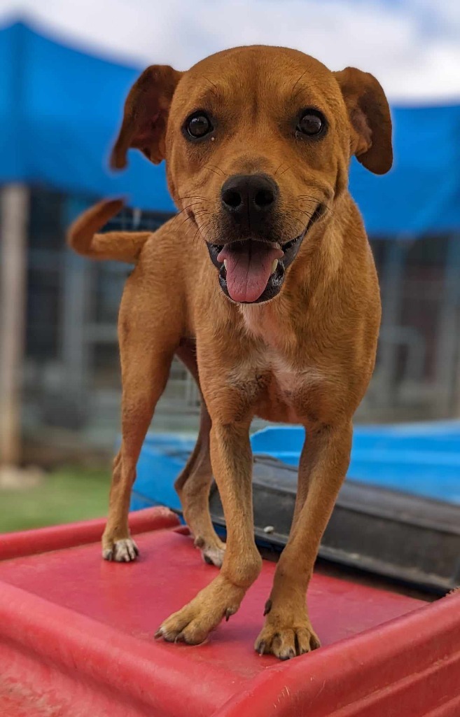 Vabadust, an adoptable Labrador Retriever, Shar-Pei in Seattle, WA, 98125 | Photo Image 3