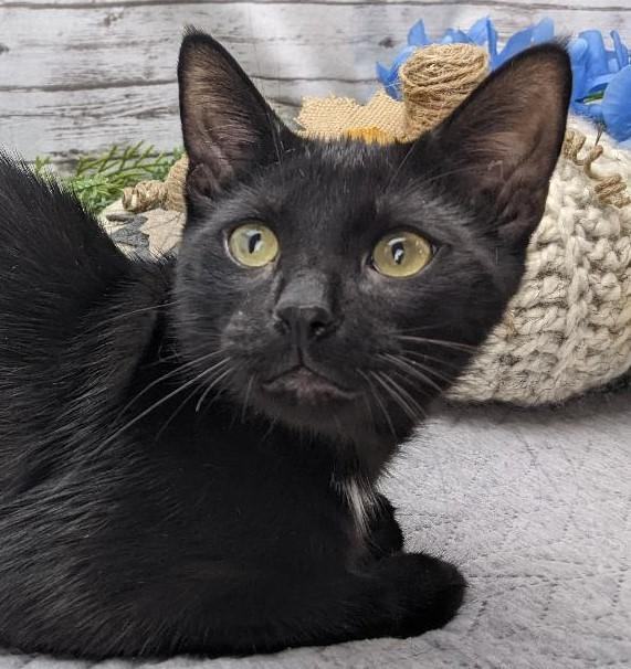 Cat for adoption - Dark Night, a Domestic Short Hair in Ocean Springs ...