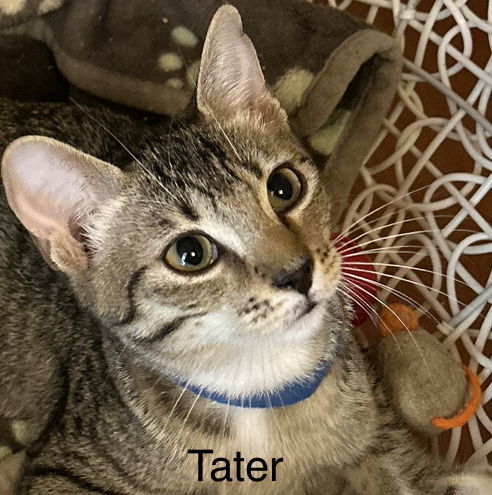 Tater