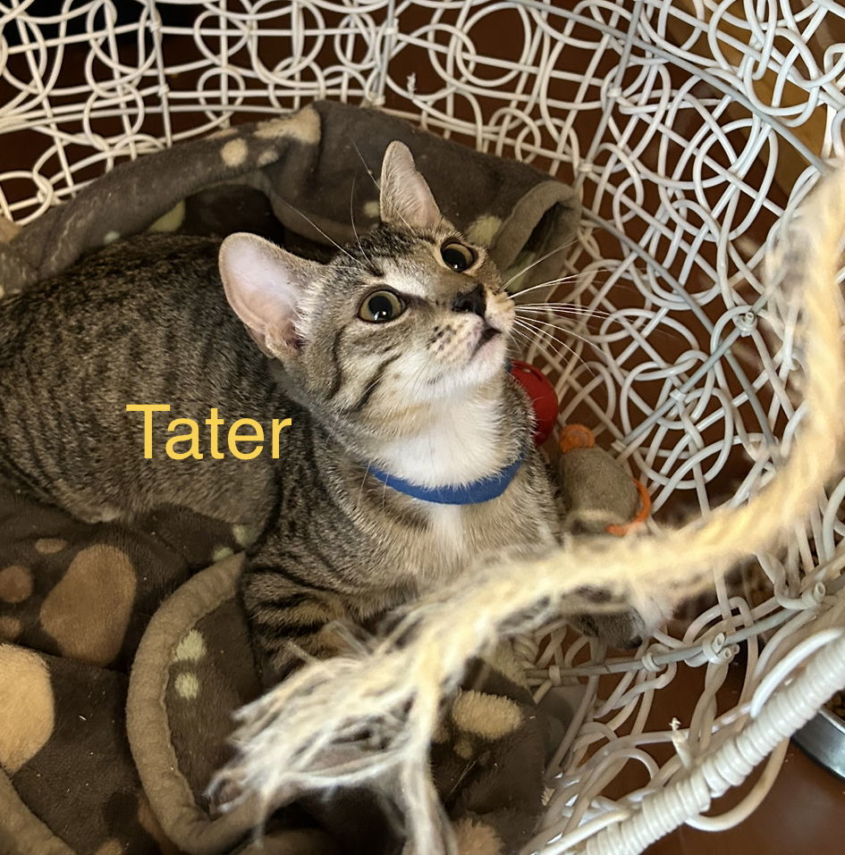 Tater