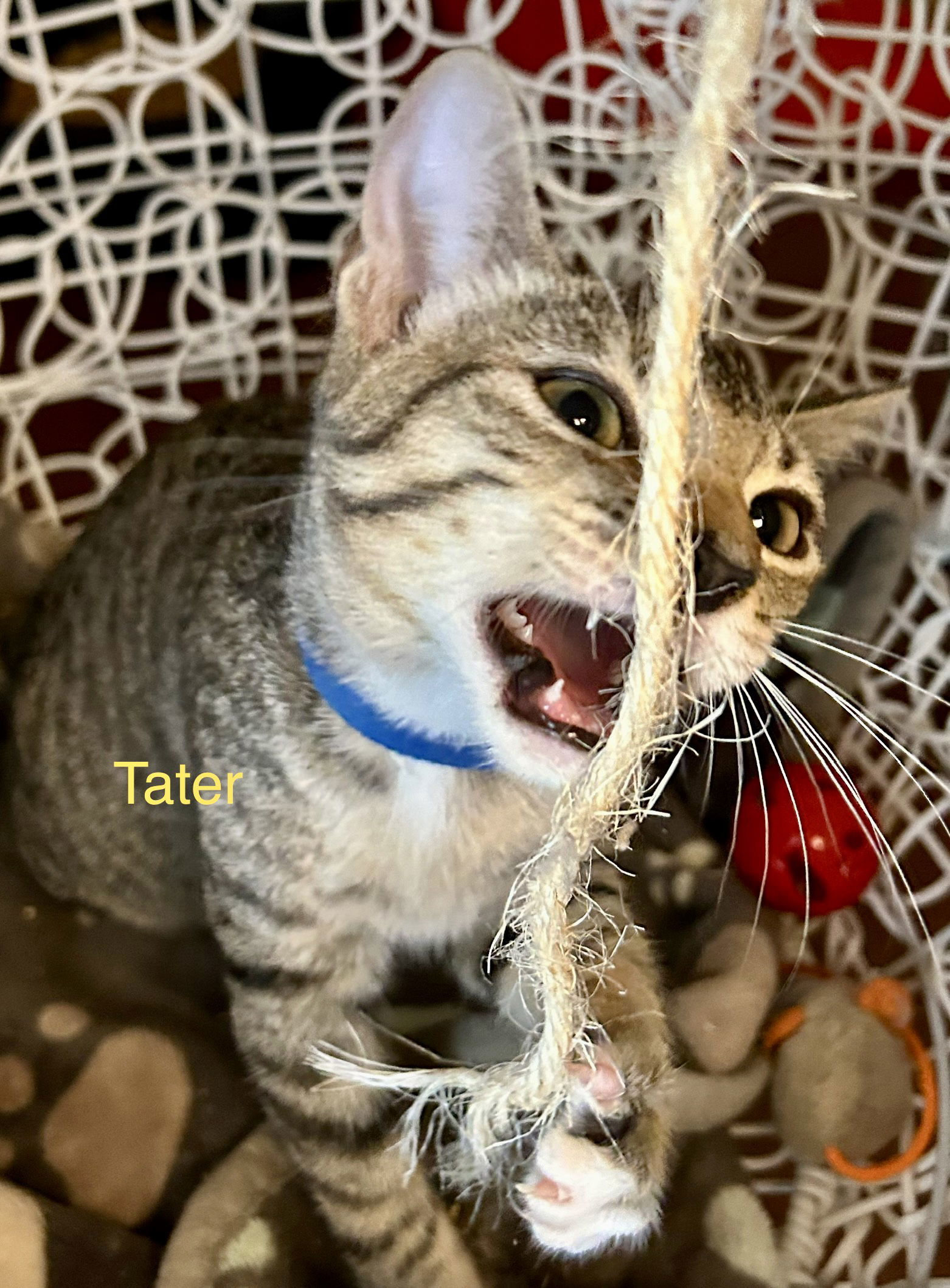 Tater