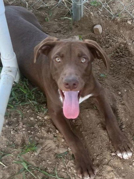 Hunter, an adoptable Labrador Retriever in Eastman, GA, 31023 | Photo Image 1