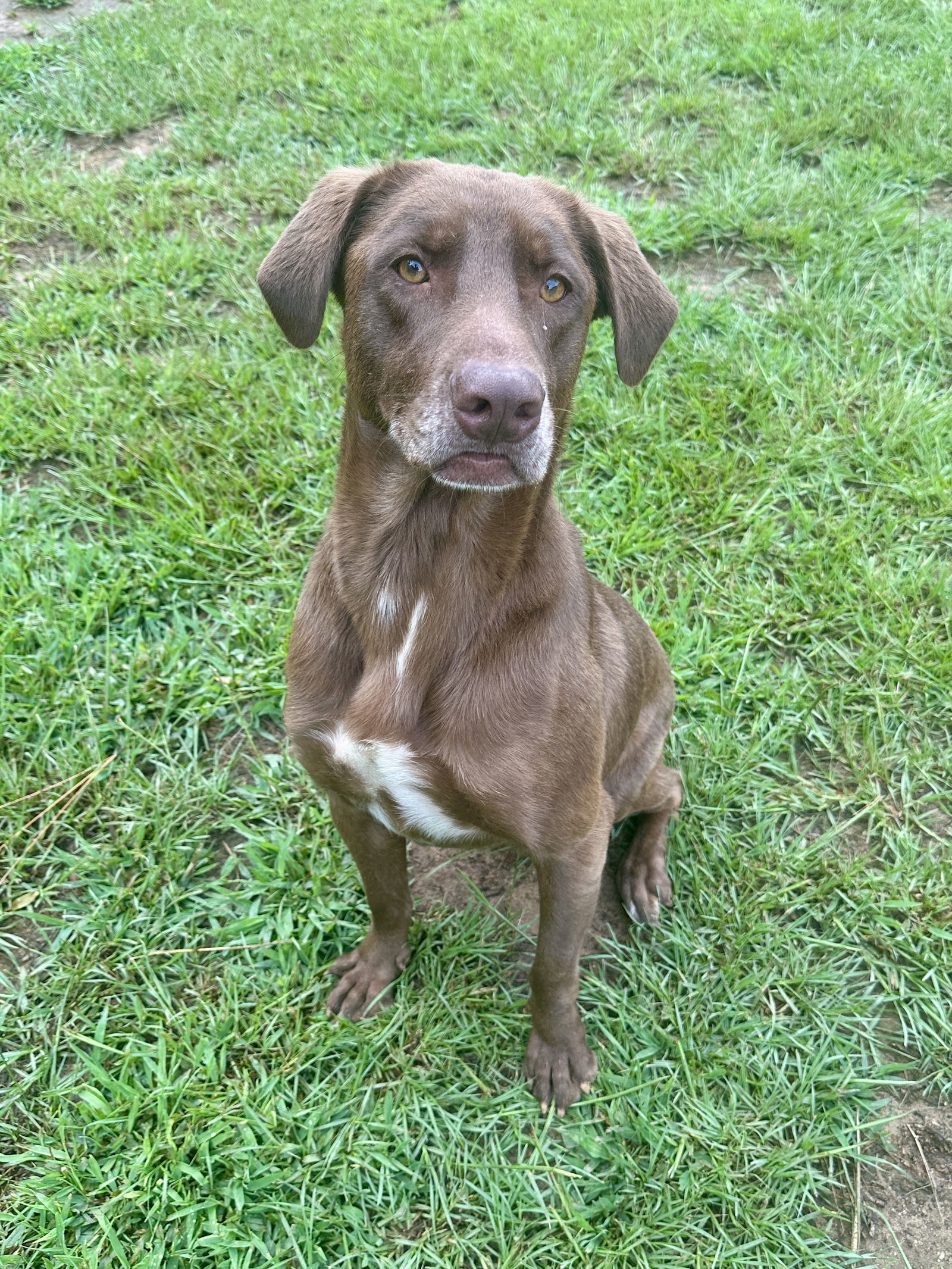 Hunter, an adoptable Labrador Retriever in Eastman, GA, 31023 | Photo Image 1