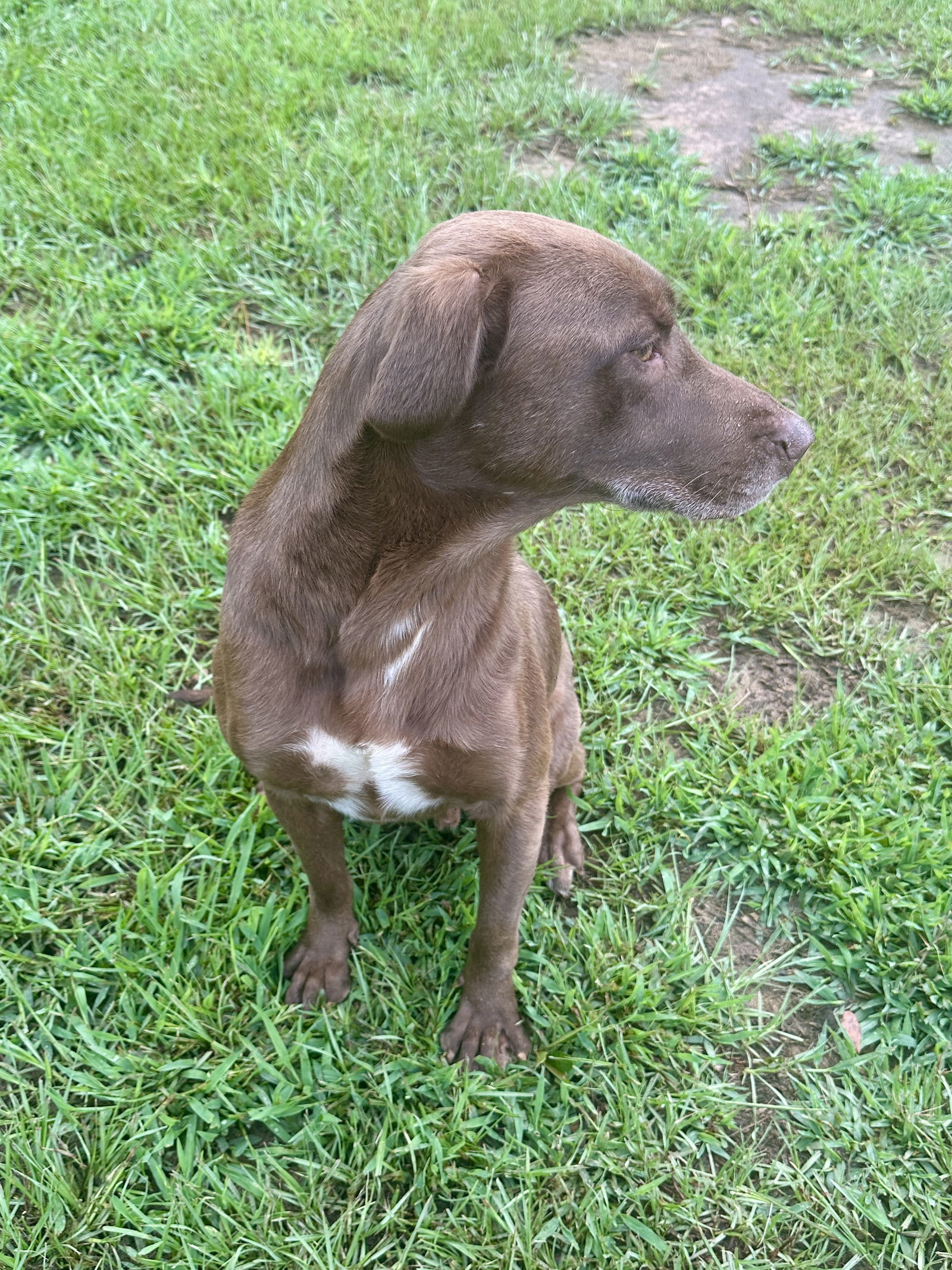 Hunter, an adoptable Labrador Retriever in Eastman, GA, 31023 | Photo Image 2