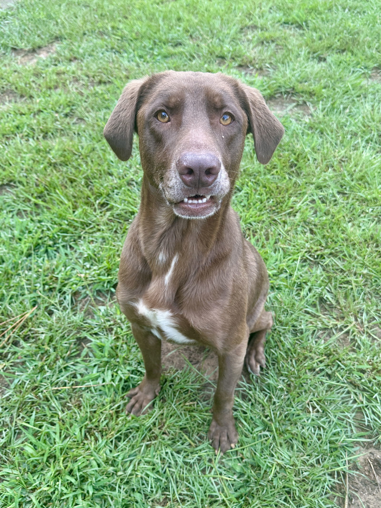 Hunter, an adoptable Labrador Retriever in Eastman, GA, 31023 | Photo Image 3