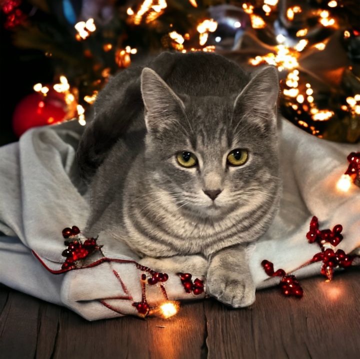 Willow, an adoptable Domestic Short Hair in St. Cloud, MN_image-2