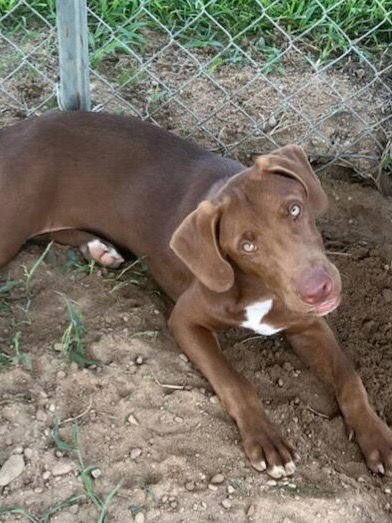 Tucker, an adoptable Labrador Retriever in Eastman, GA, 31023 | Photo Image 1