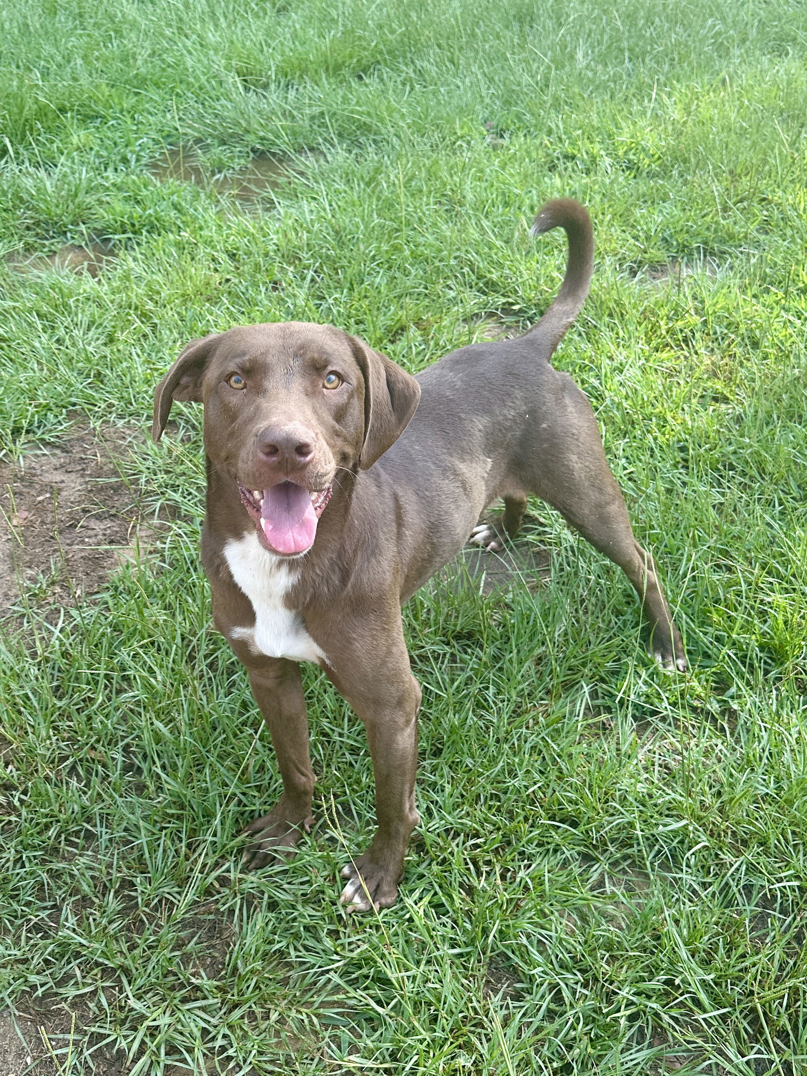 Tucker, an adoptable Labrador Retriever in Eastman, GA, 31023 | Photo Image 1