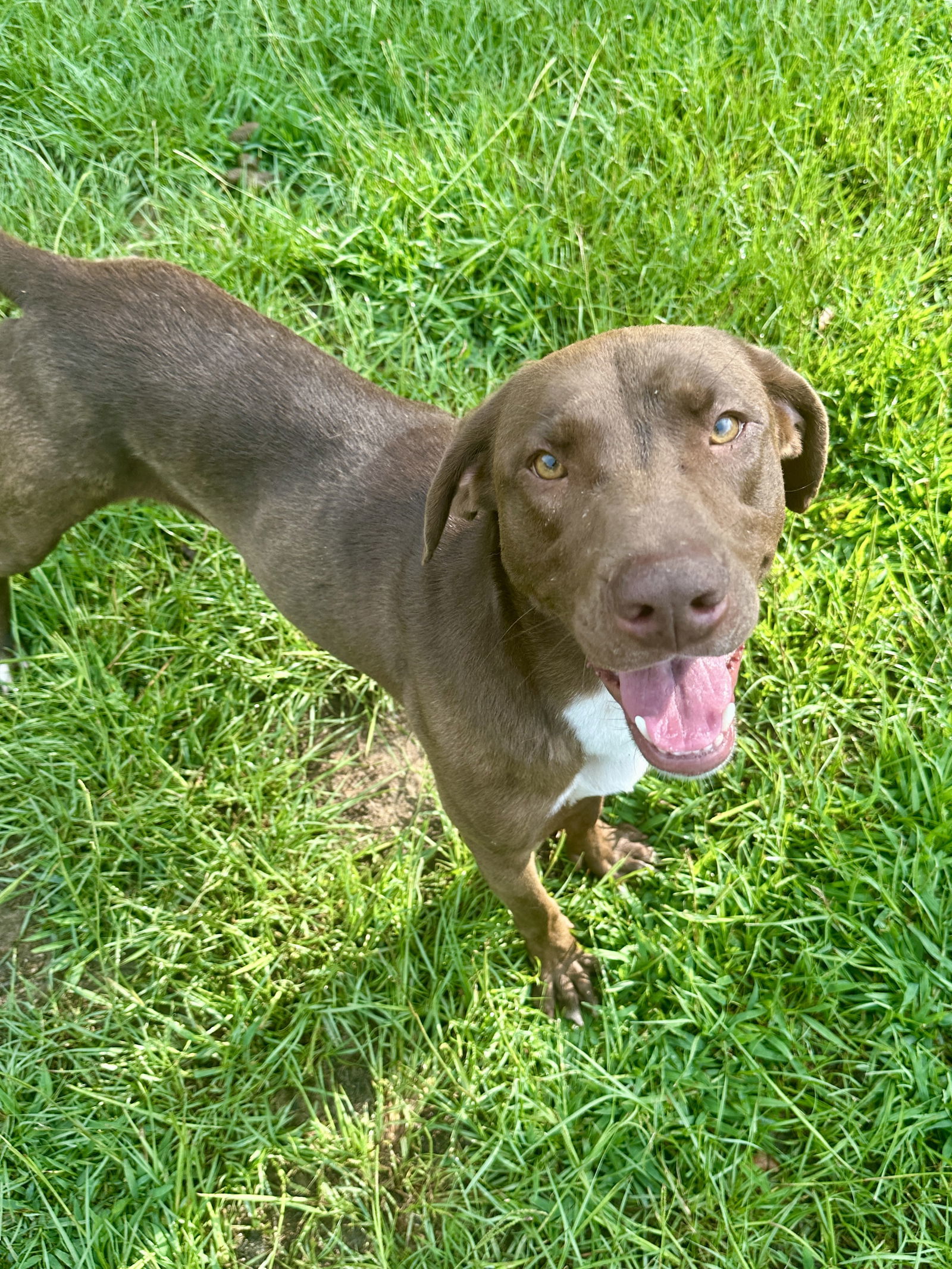 Tucker, an adoptable Labrador Retriever in Eastman, GA, 31023 | Photo Image 2