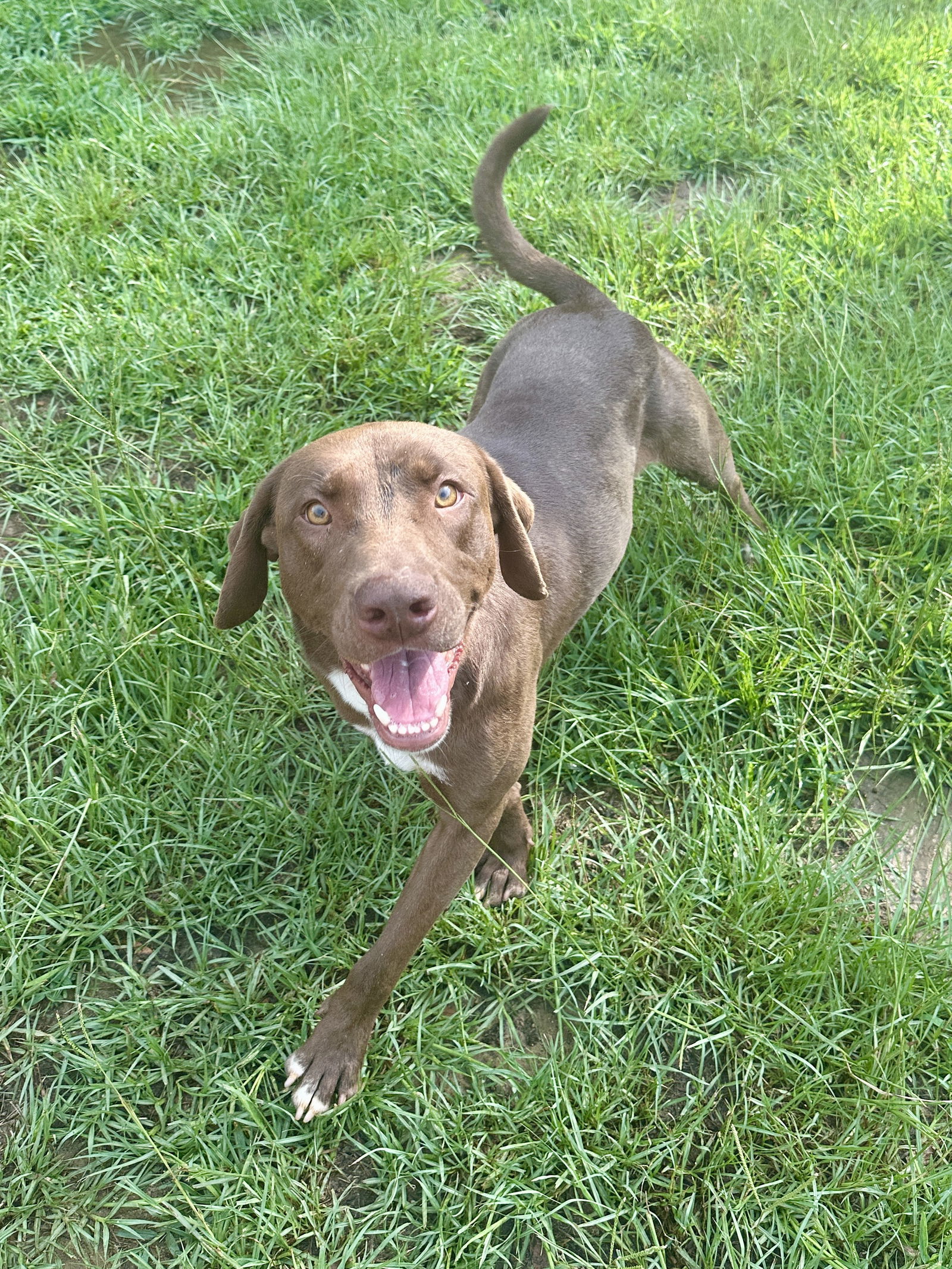 Tucker, an adoptable Labrador Retriever in Eastman, GA, 31023 | Photo Image 3