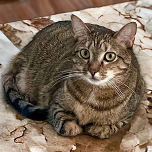 Ariana, an adoptable Torbie, Domestic Short Hair in Garner, NC, 27529 | Photo Image 1