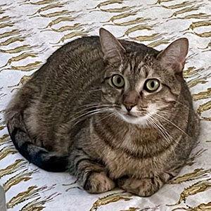 Ariana, an adoptable Torbie, Domestic Short Hair in Garner, NC, 27529 | Photo Image 2