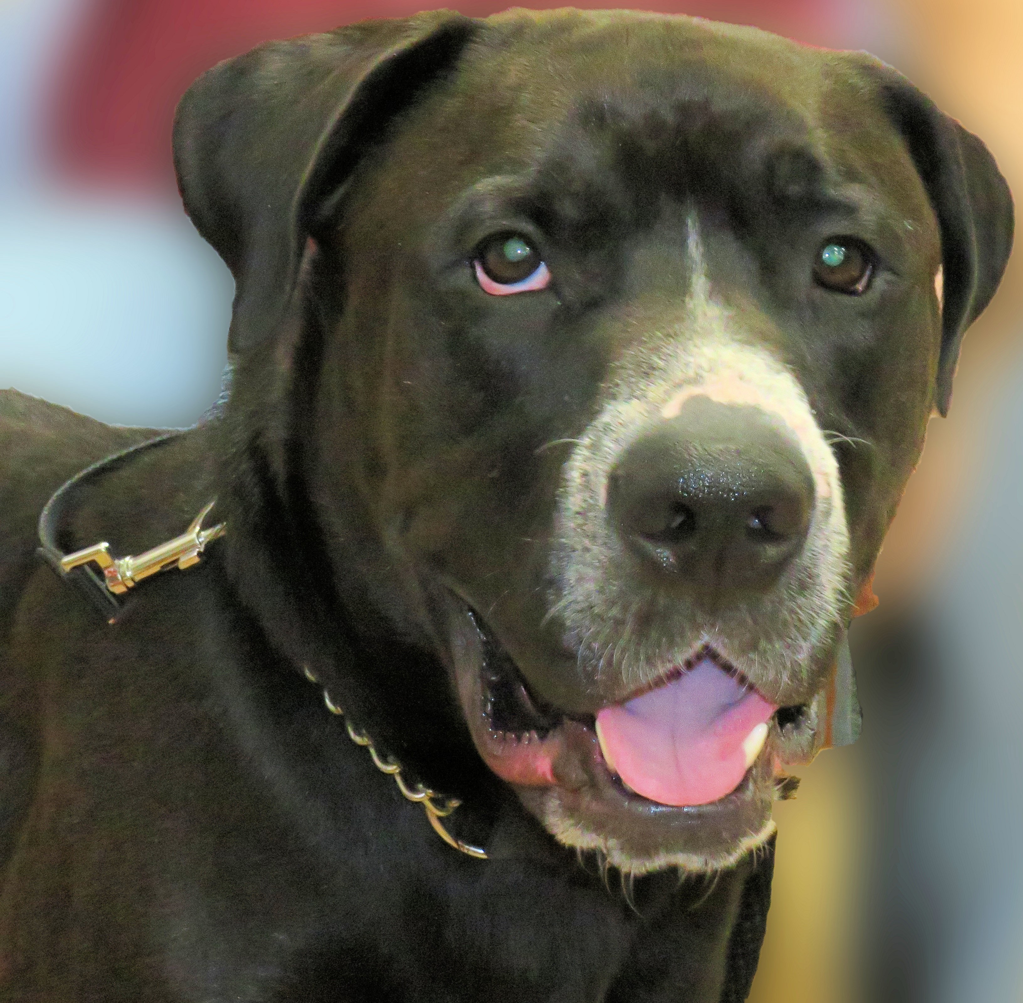 Tanner, an adoptable Mixed Breed in Mississauga, ON, L5C 2M1 | Photo Image 1