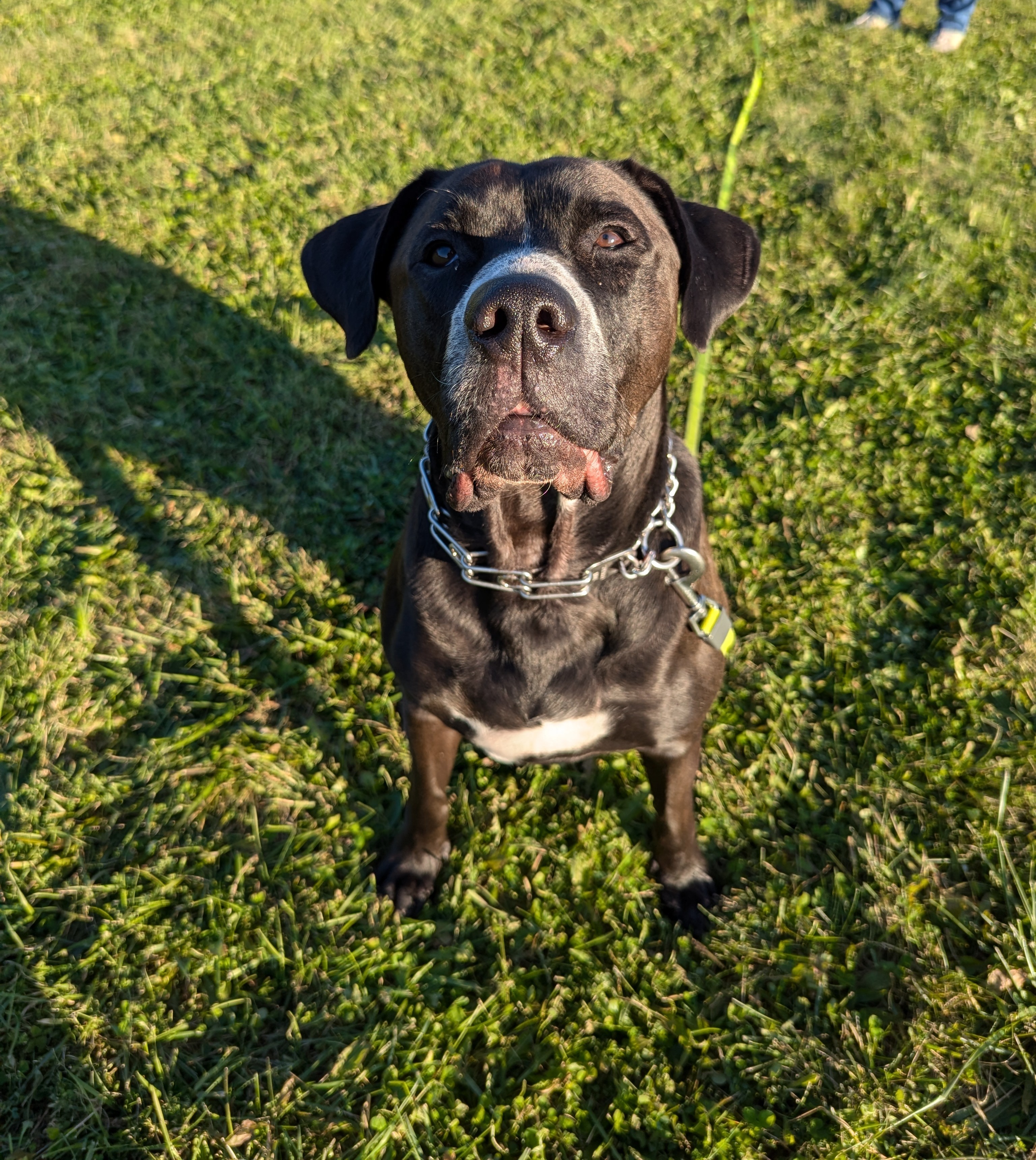 Tanner, an adoptable Mixed Breed in Mississauga, ON, L5C 2M1 | Photo Image 2
