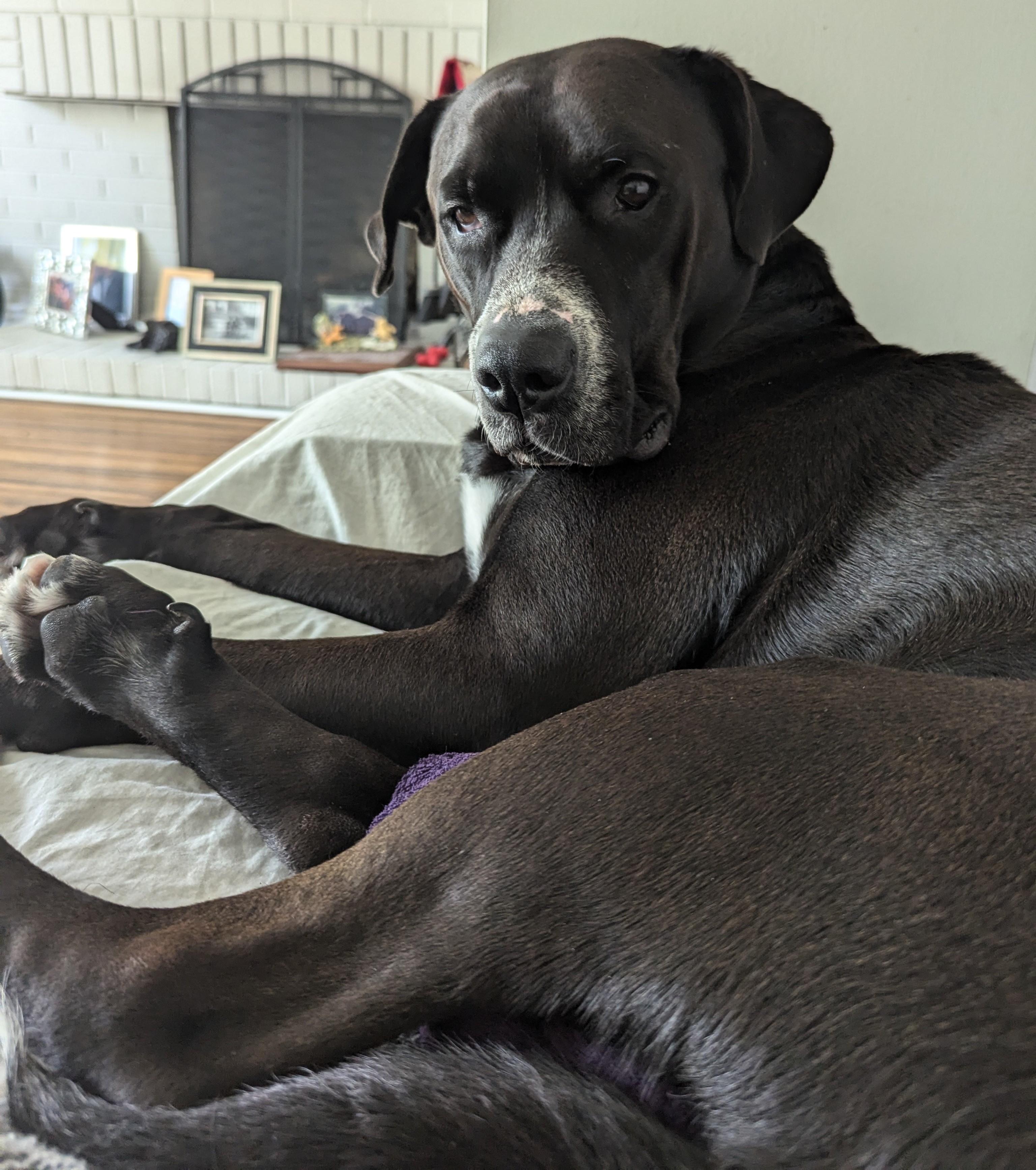 Tanner, an adoptable Mixed Breed in Mississauga, ON, L5C 2M1 | Photo Image 3